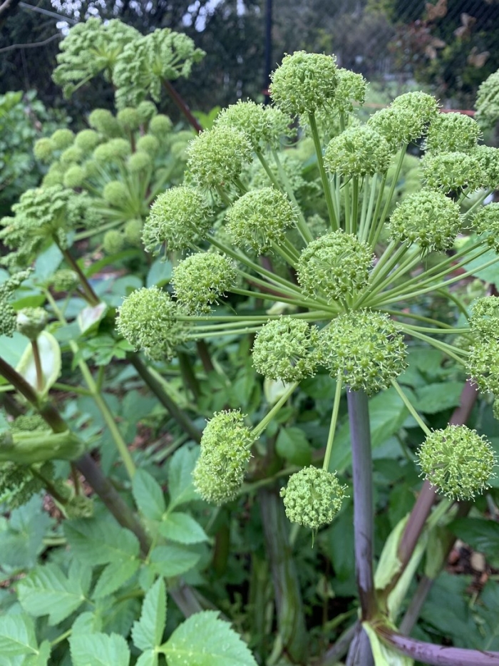 Дягиль лекарственный