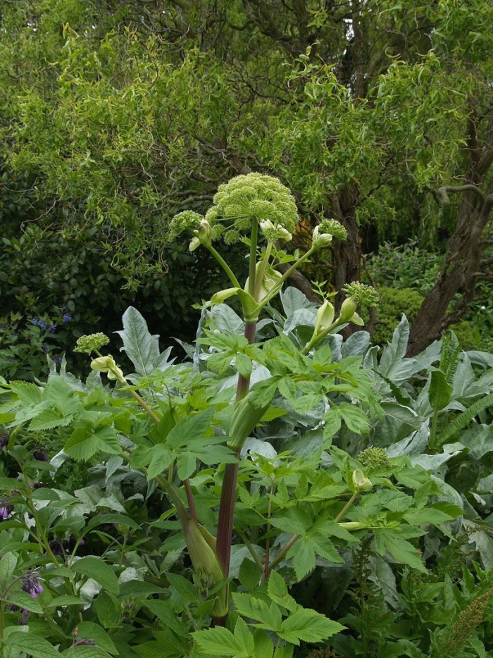 Дягиль – archangelica officinalis