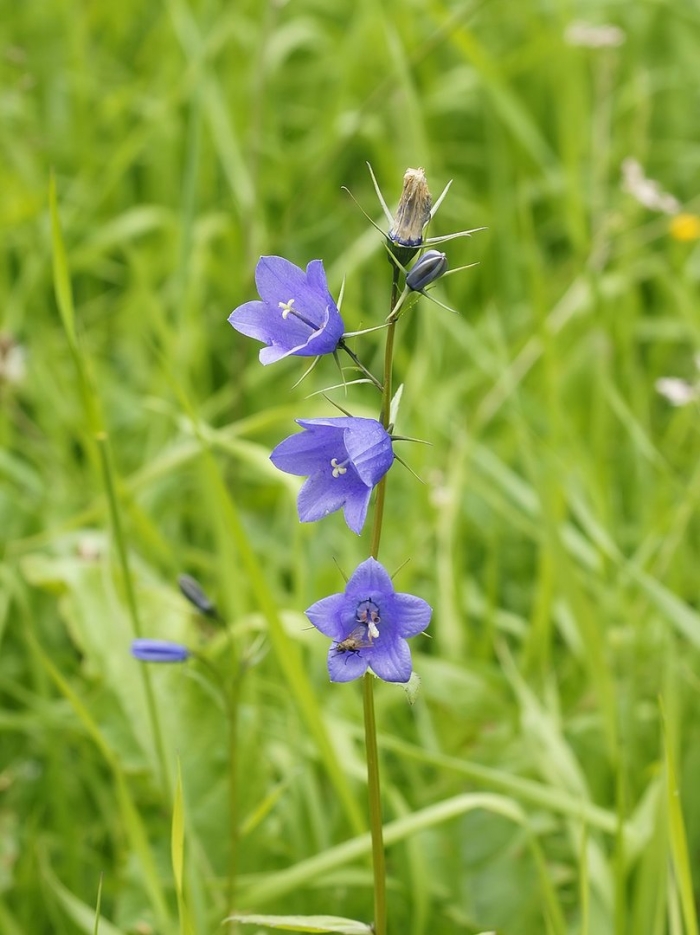 Campanula rotundifolia