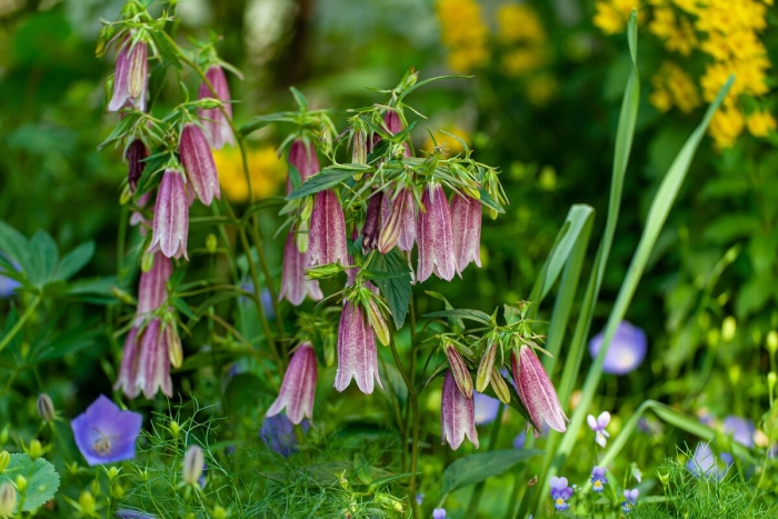 Семейство колокольчиковые