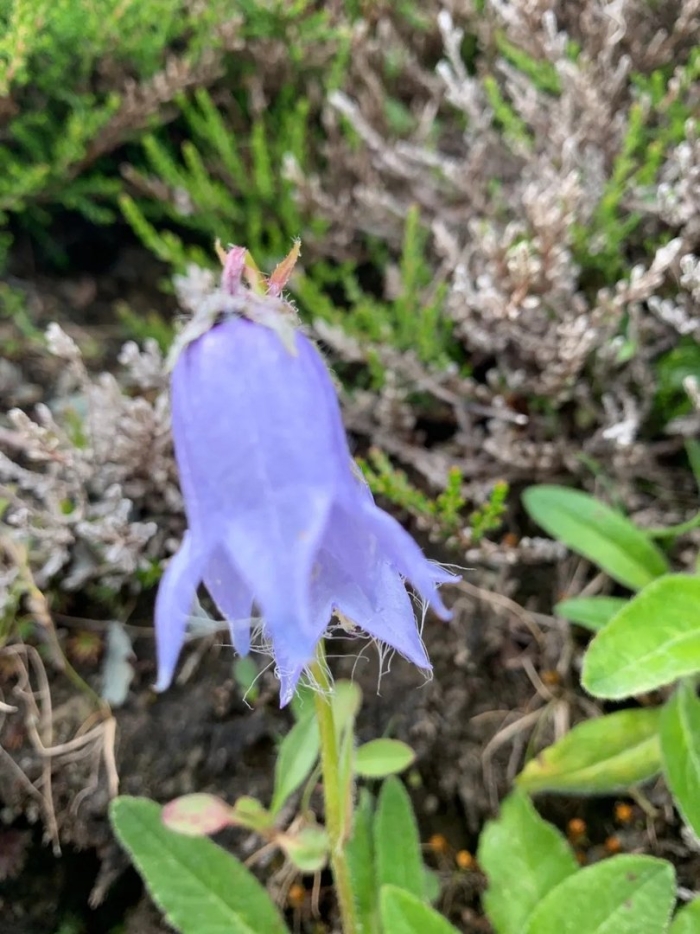 Колокольчик растения из семейства колокольчиковых