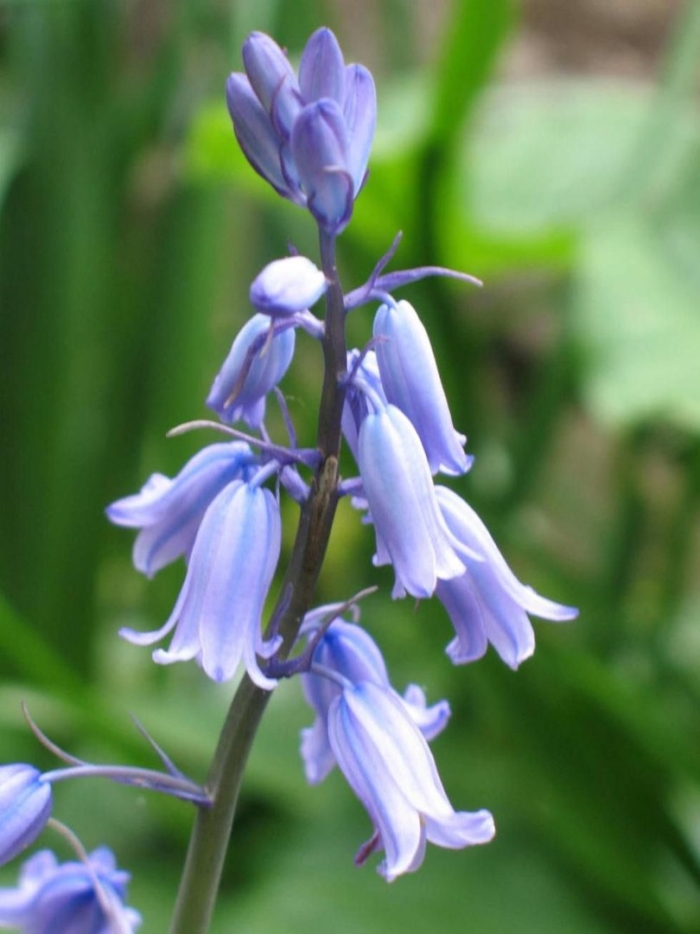 Колокольчики цветок