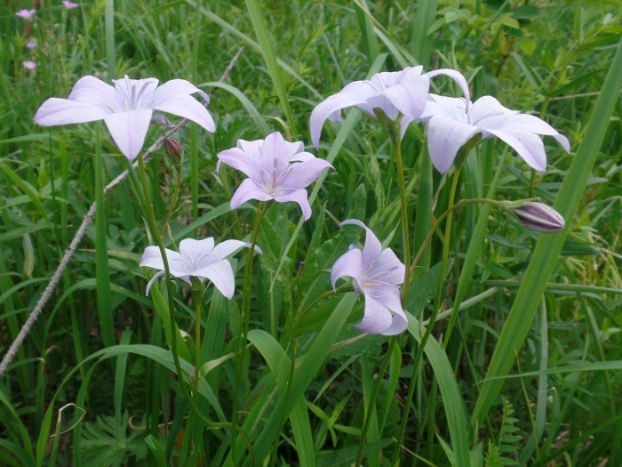 Campanula altaica
