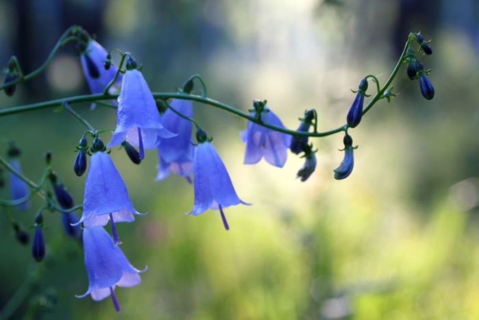 Аденофора бубенчик