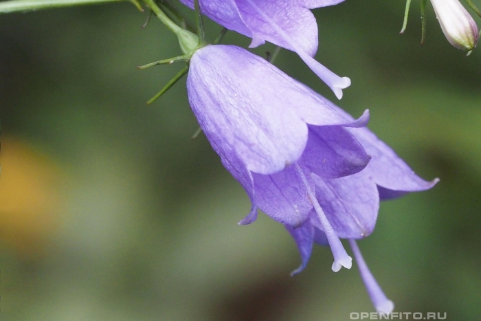 Цветок колокольчик