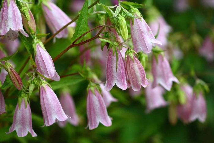 Колокольчик точечный сильвер беллс