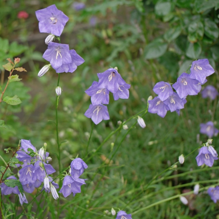 Персиколистный колокольчик