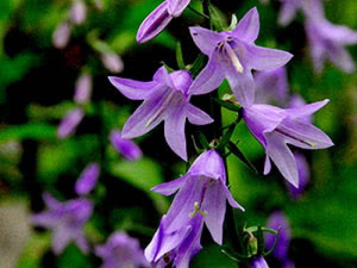 Колокольчик болонский campanula bononiensis