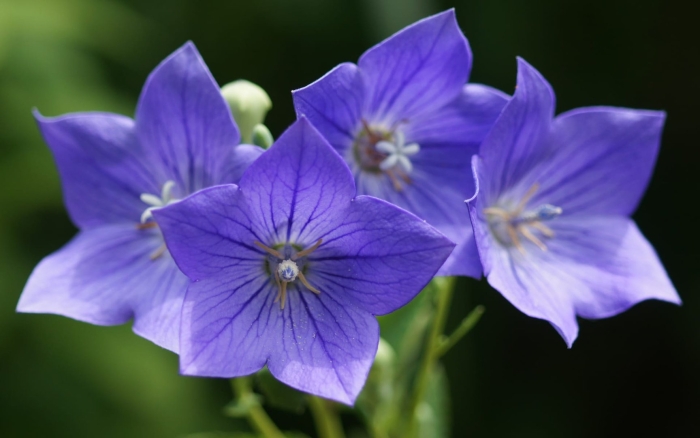 Платикодон астра блю