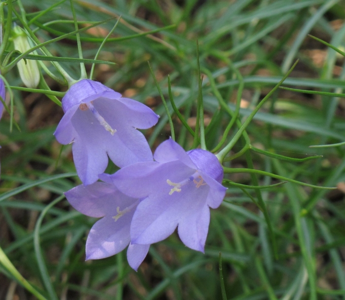 Колокольчик растения из семейства
