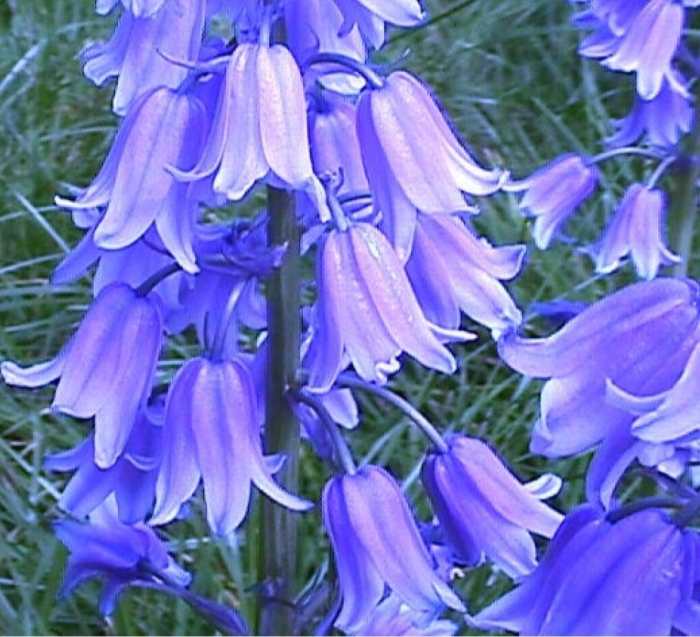 Bluebell blue' bell