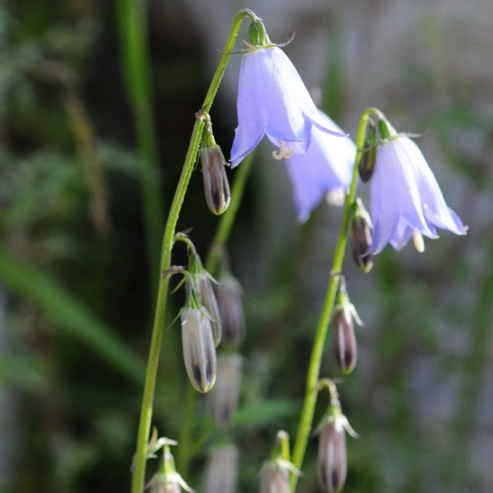 Adenophora potaninii