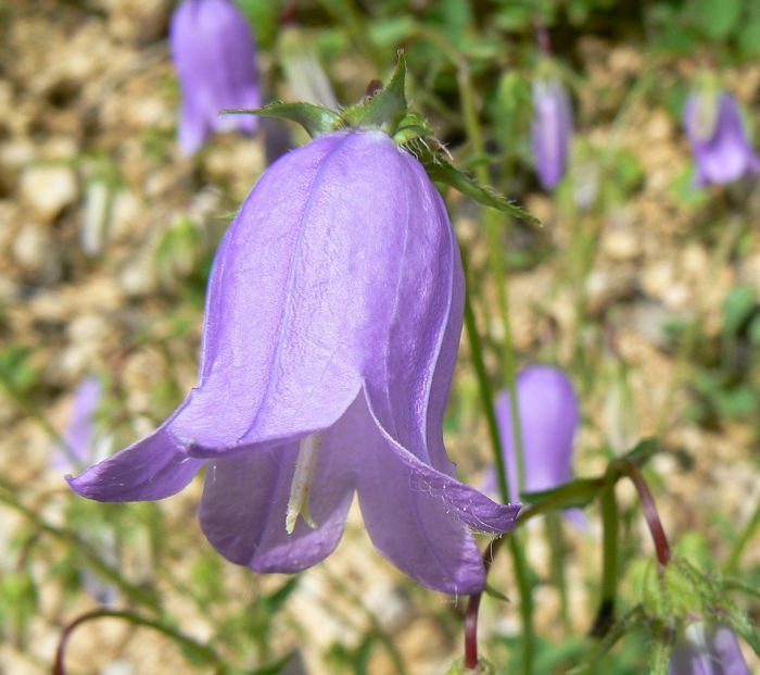 Колокольчик длинностолбиковый