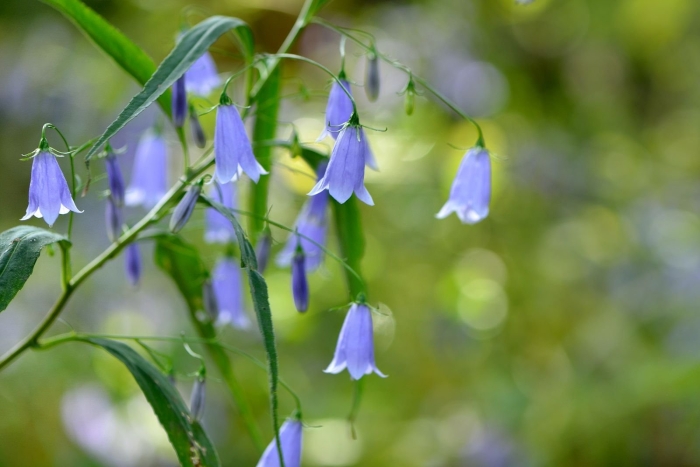 Колокольчик полевой цветок