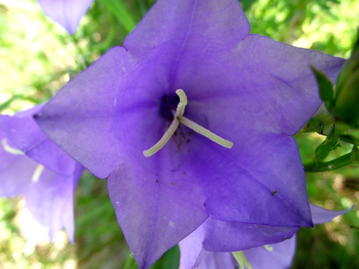 Колокольчик широколистный