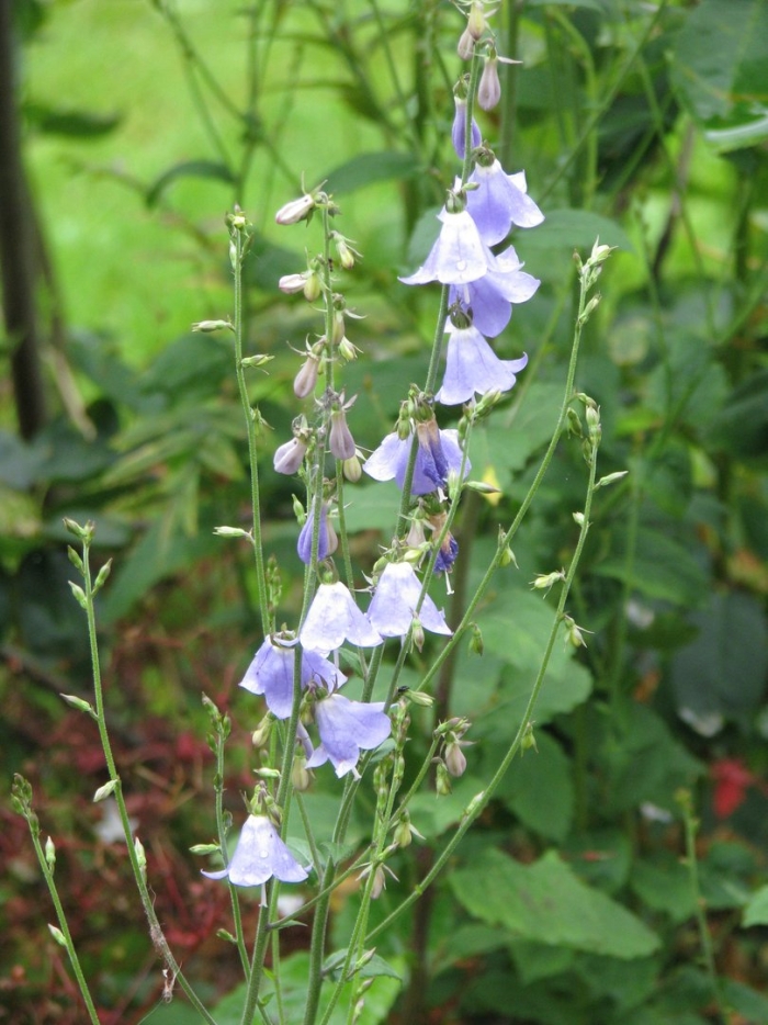 Бубенчик лилиелистный