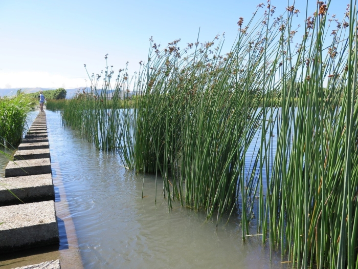 Схеноплектус озёрный (камыш озёрный)