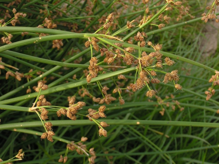 Ситник (juncus)