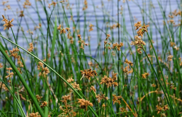 Juncus effusus