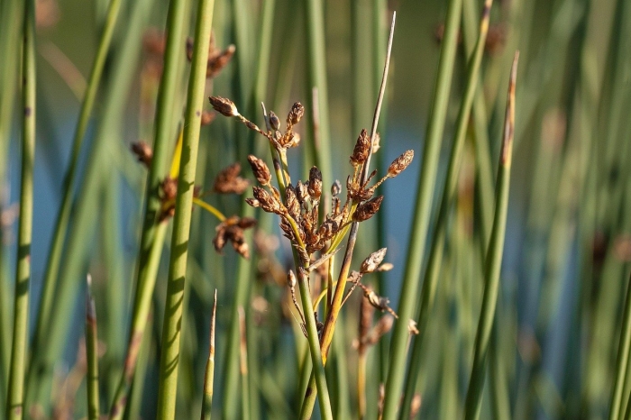 Juncus inflexus