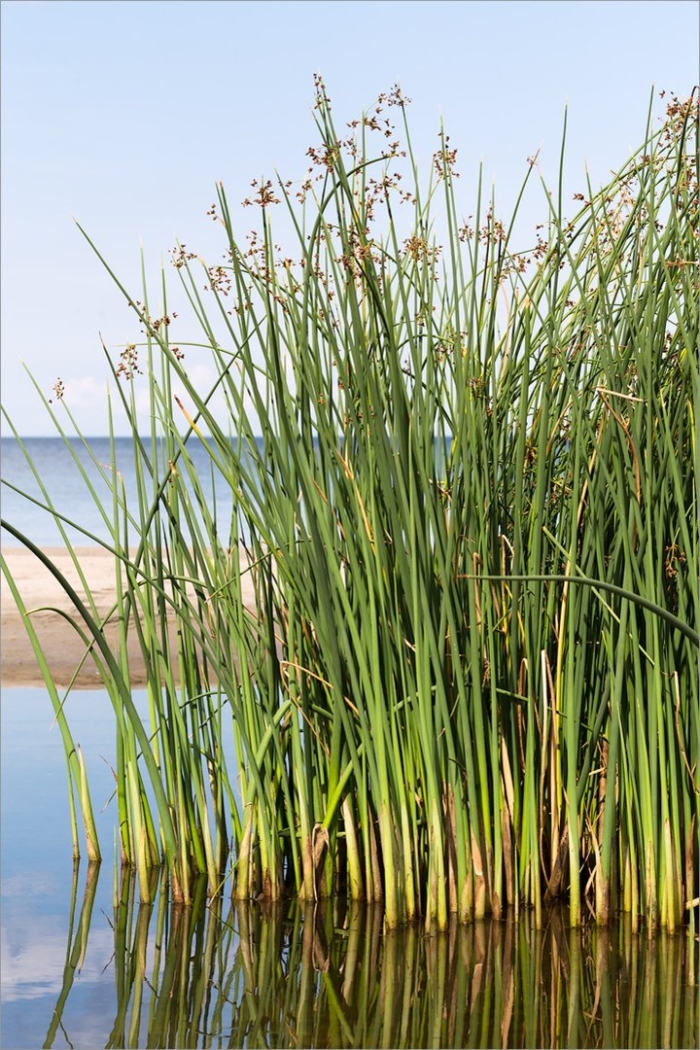 Схеноплектус озерный