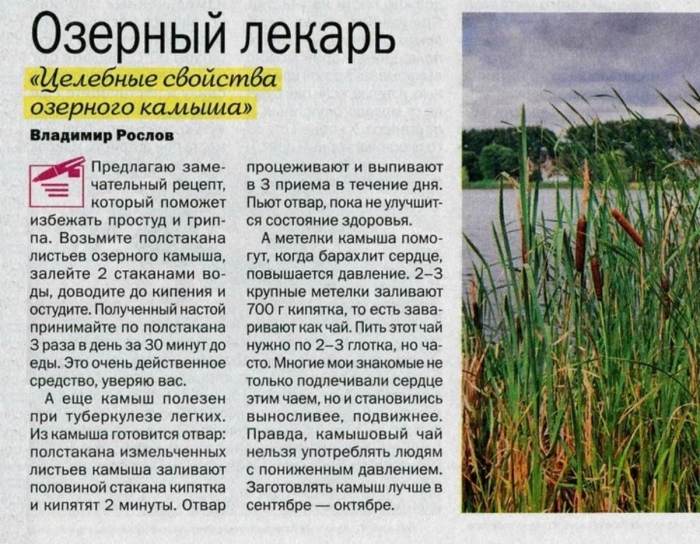 Камыш рогоз тростник отличия