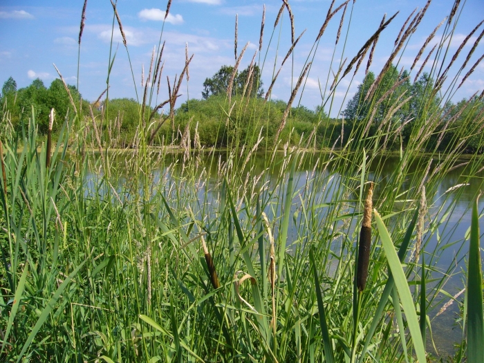 Камыш самарские озера