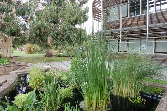 Камыш прибрежно водное растение