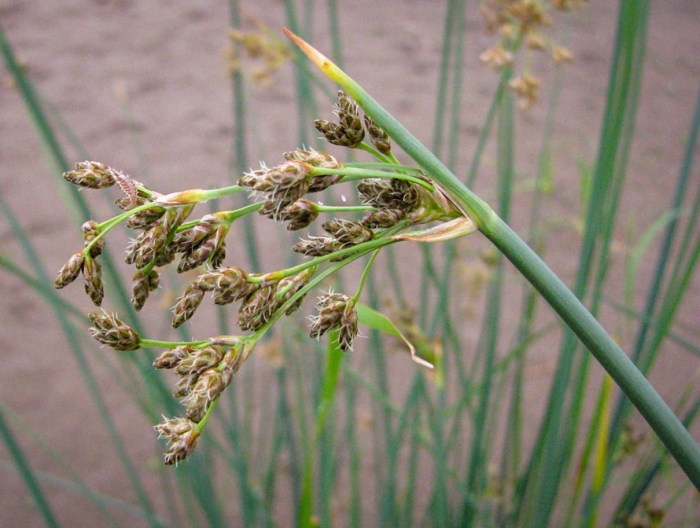 Схеноплектус озерный