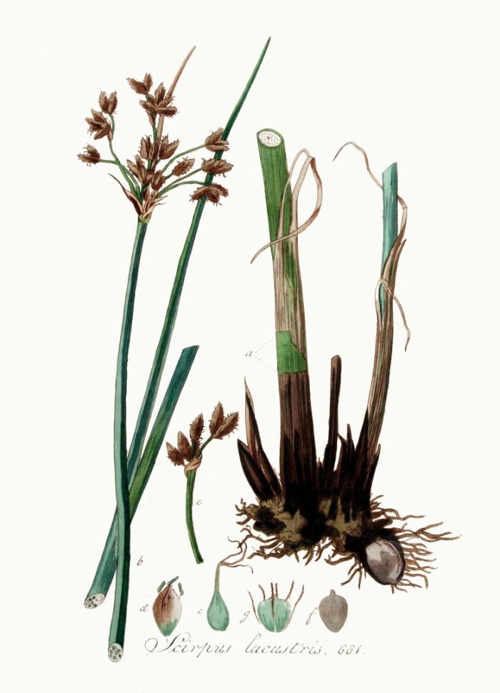 Juncus biglumis