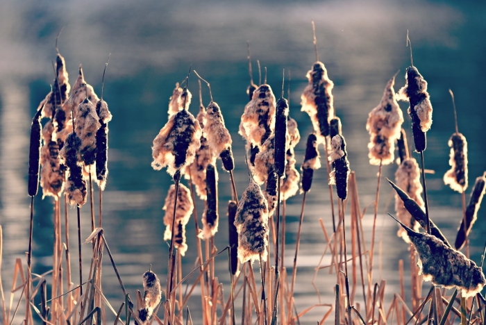 Камыш растение