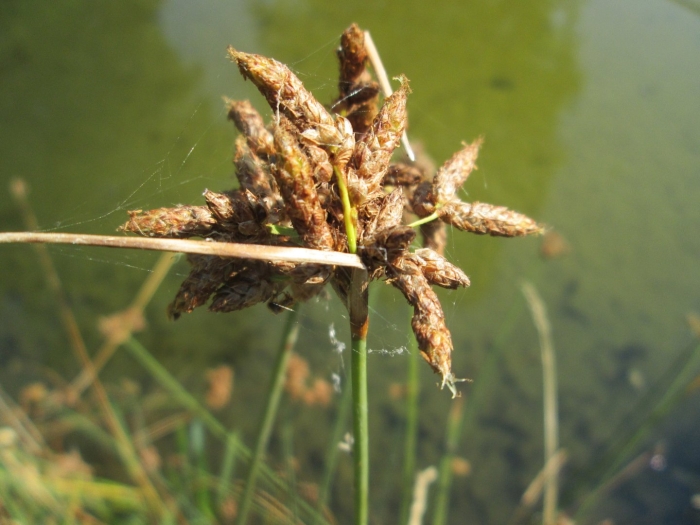 Gomphosphaeria lacustris