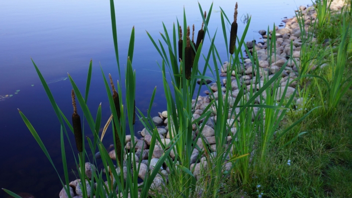 Рогоз узколистный (typha angustifolia)