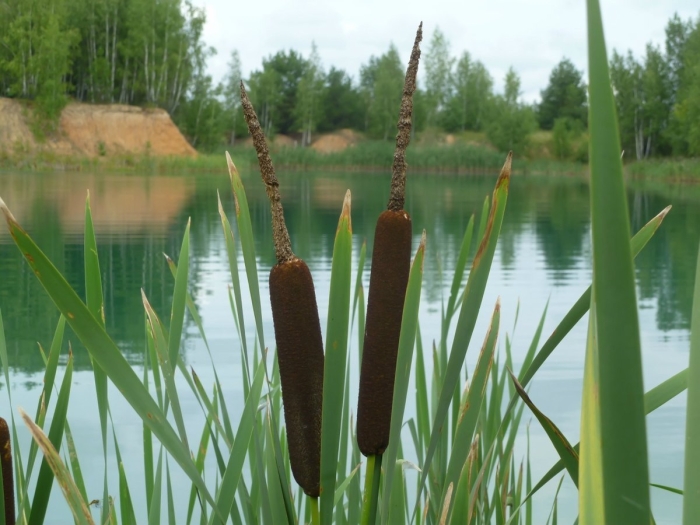 Рогоз узколистный