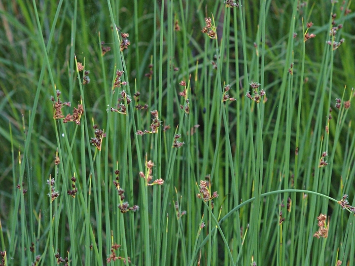 Схеноплектус озерный