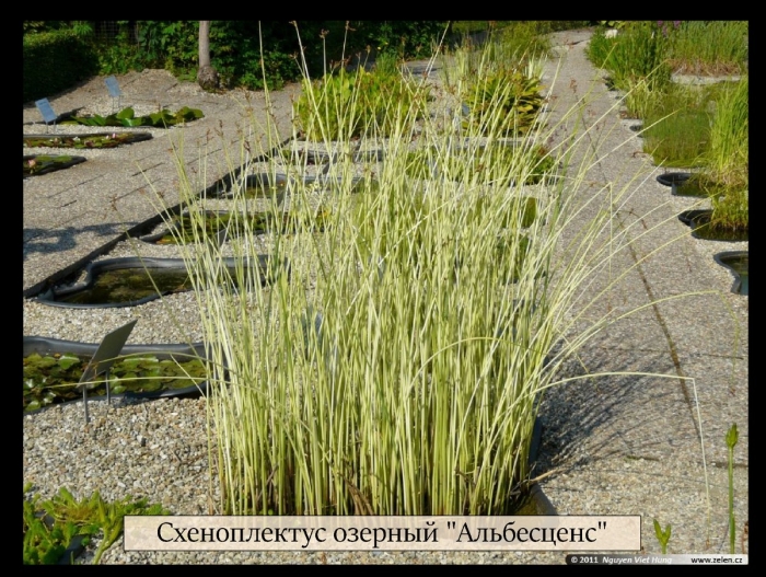 Схеноплектус озерный  albescens