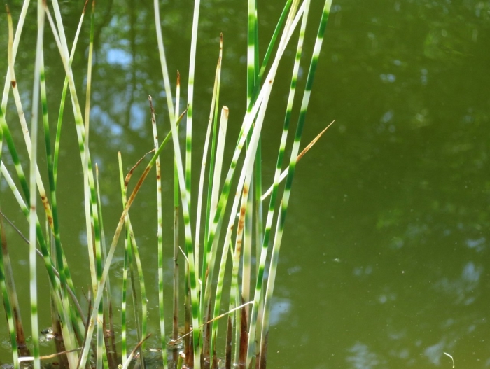 Камыш озерный зебринус