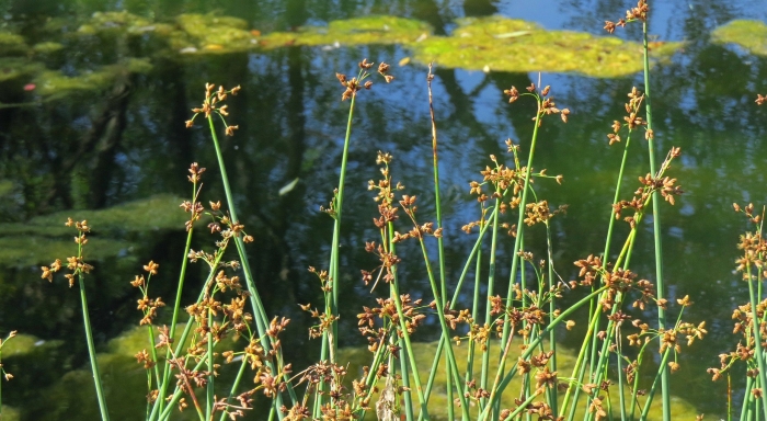 Схеноплектус озерный