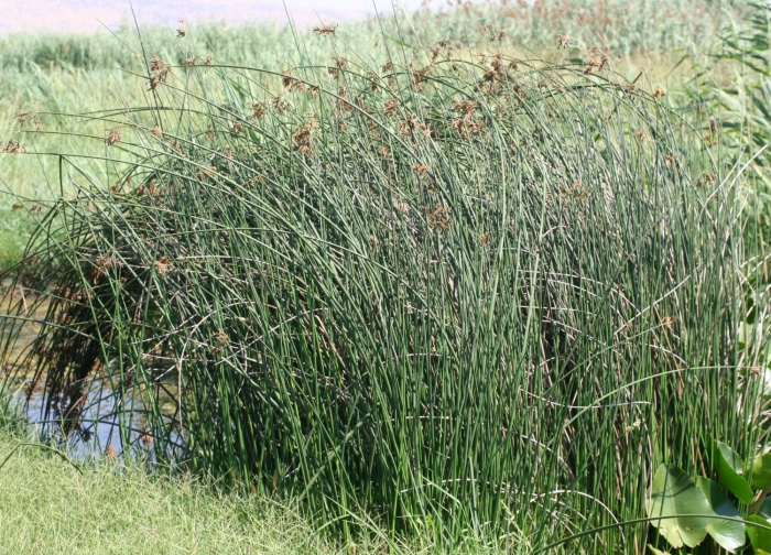 Ситник склоняющийся (juncus inflexus)