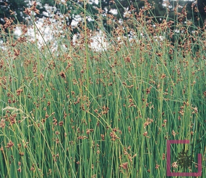 Схеноплектус озерный