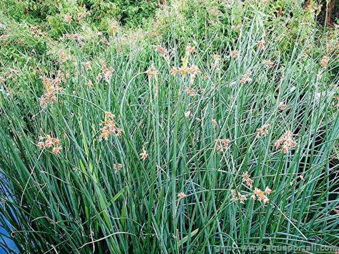 Схеноплектус озерный