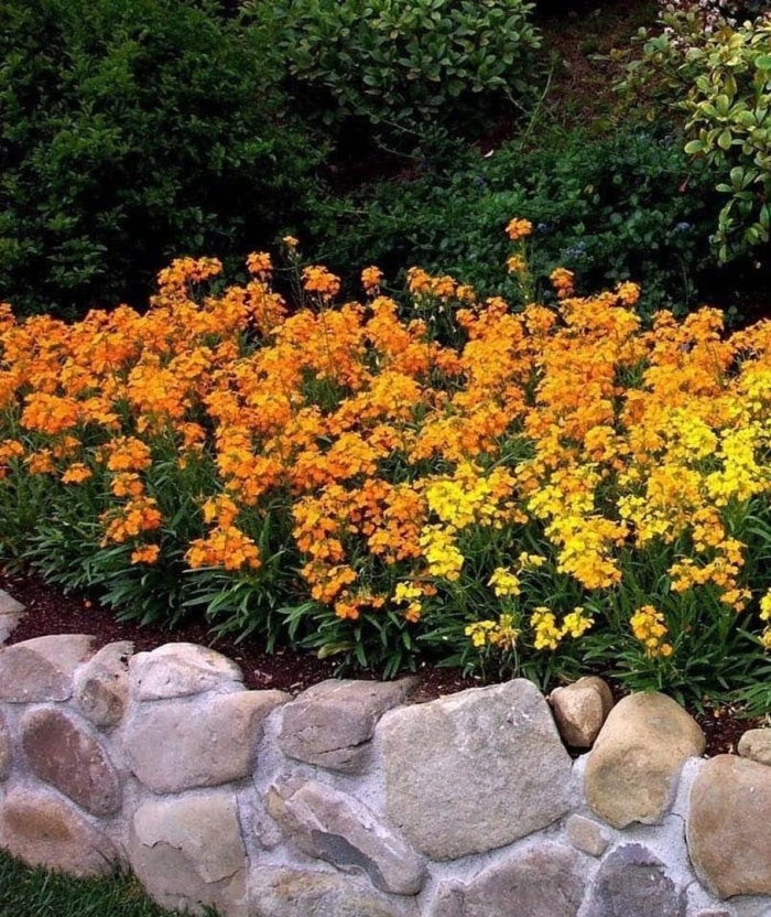 Лакфиоль хейрантус