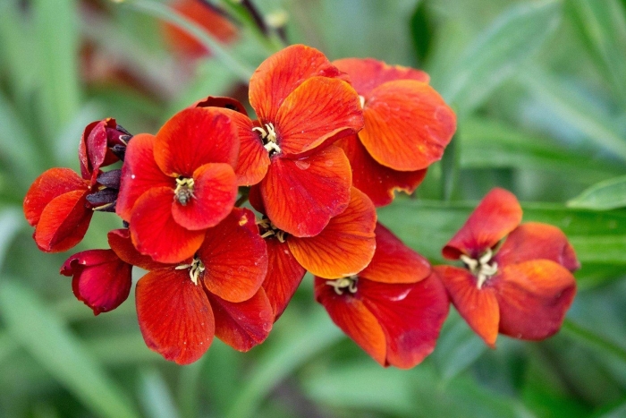 Лакфиоль хейрантус