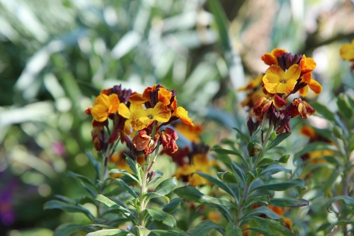 Лакфиоль цветок