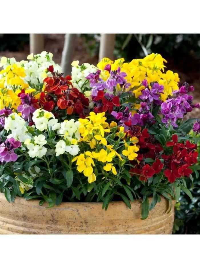 Лакфиоль хейрантус