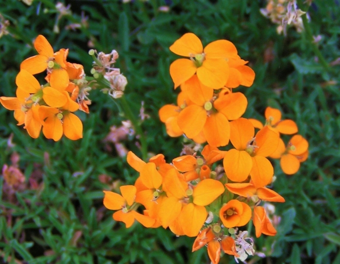 Хейрантус аллиони