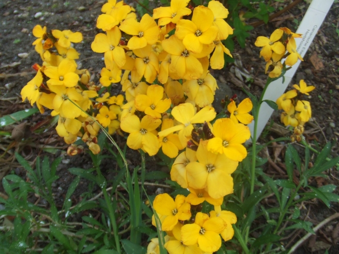 Лакфиоль хейрантус