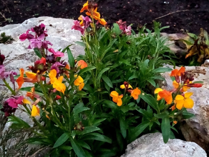 Желтушник растение