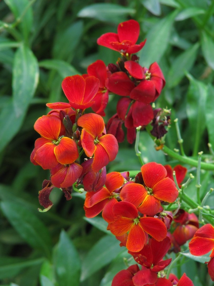 Лакфиоль черри