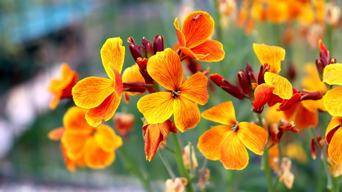 Лакфиоль хейрантус